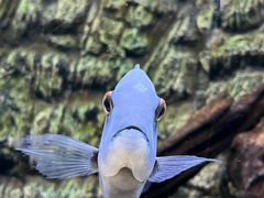 -上海海洋水族馆