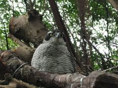 -广州长隆飞鸟乐园