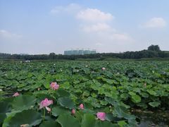 -荷塘月色湿地公园·向阳花洲