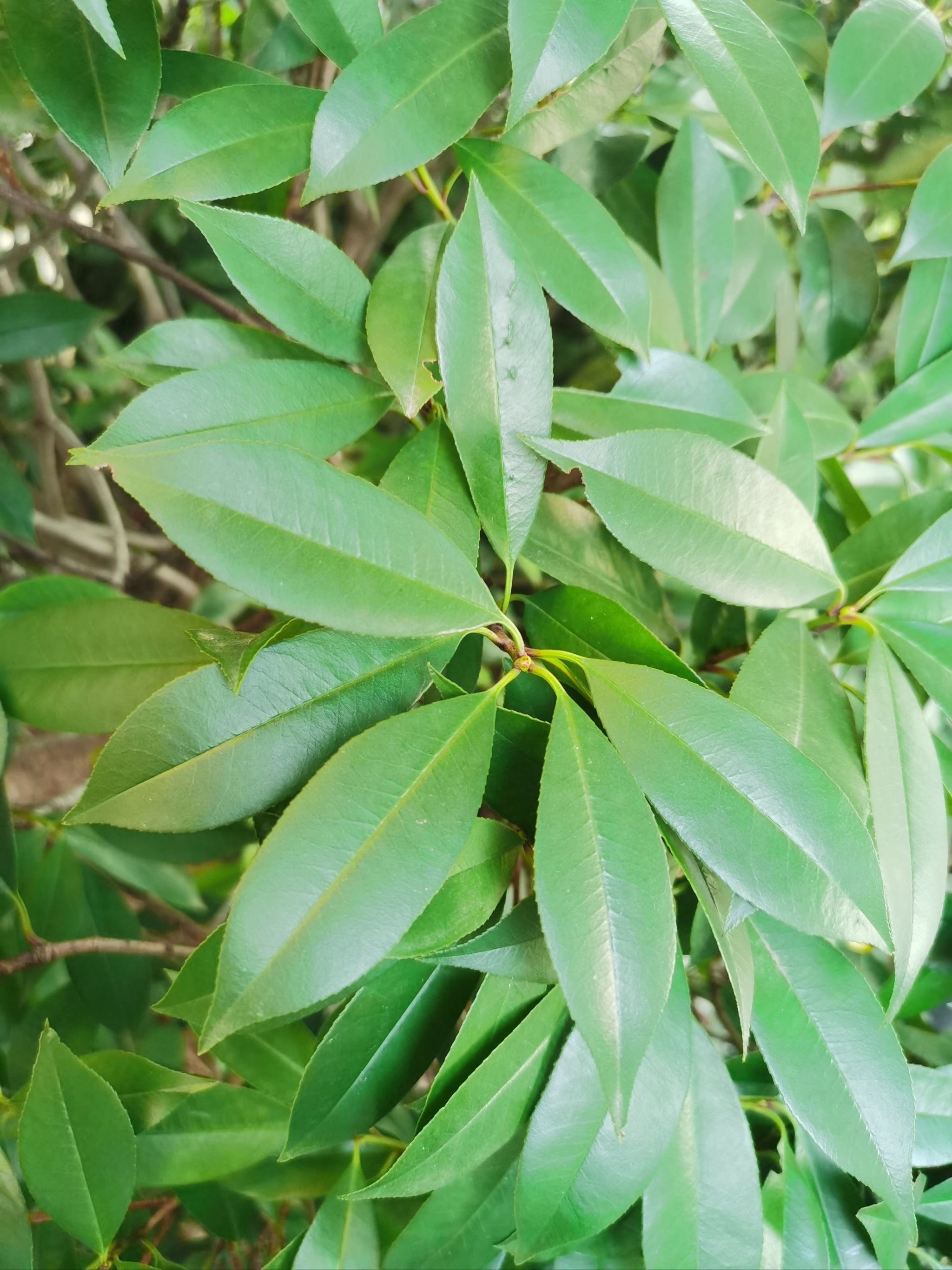 石楠花叶子图片