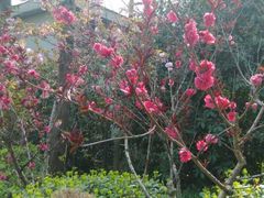 -蜀冈西峰生态公园