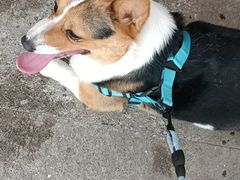 -宠福鑫康馨动物医院·骨科·眼科