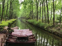 -合肥滨湖国家森林公园