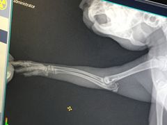 -菲丽丝宠物医院·24小时·猫科中心·免疫点(淮海分院)