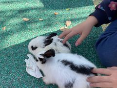 -季高兔窝窝亲子园(上海薰衣草公园店)