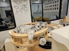 -有喵·猫咖·狗咖·30几只猫10只小狗(岗厦店)