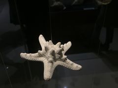 -青岛贝壳博物馆