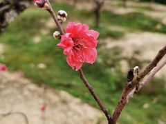 -南国桃园旅游度假区