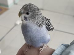 -怪兽屋·羊驼·猫咖·狗咖(俊华广场店)