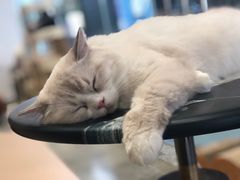 -瞄一喵猫咖(格力海岸店)