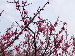 景点-无锡梅园公园