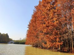 -上海海湾国家森林公园
