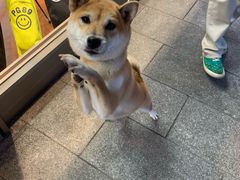 -轻井泽王子购物广场