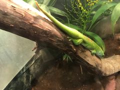 -上海大自然野生昆虫馆(东方明珠·爬宠昆虫探索中心)