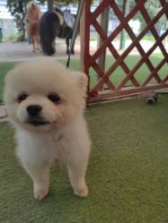 -萌宠亲子动物乐园(槐房万达店)