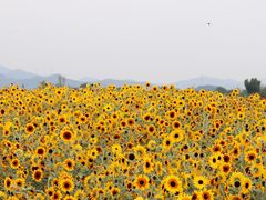 -径山花海