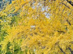 -三里屯东五街银杏大道