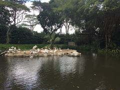 -新加坡飞禽公园