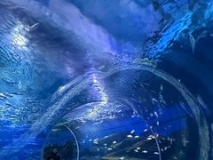 -海合安武汉极地海洋公园