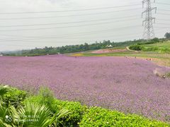 -紫颐香薰山谷景区
