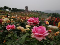 -密云玫瑰情园