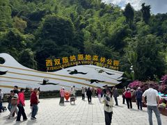 -西双版纳原始森林公园