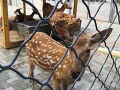 -长白岛森林公园