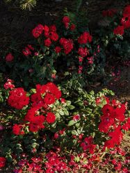 -一伽瑜伽·普拉提