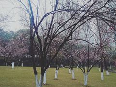 -重庆市江北嘴中央商务区中央公园