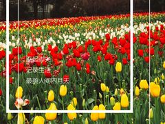 -上海鲜花港