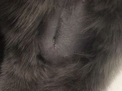 -顺强宠物诊所·狂犬免疫·夜诊·骨科(嘉定店)
