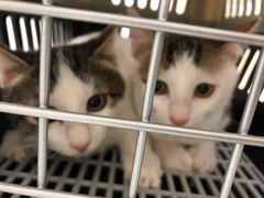 -爱诺耐芙动物医院(万博店)