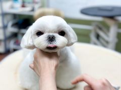 -鑫艺宠物美容培训学校