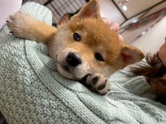 -逗柴咖啡屋·狗咖猫咖宠物桌游