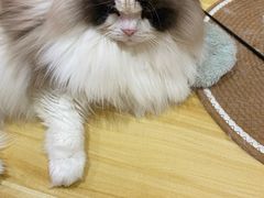-滚猫咖啡·猫咖·猫友好撸猫(未来城店)