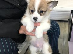 柯基-翊宠yipet猫狗购宠庄园犬舍•猫舍