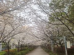 -高东镇樱花园