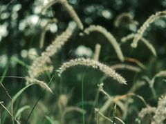 -白鹭湾湿地公园