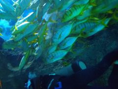 -芜湖新华联大白鲸海洋公园