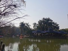 -金花茶公园