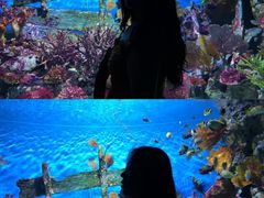 -暹罗海洋世界
