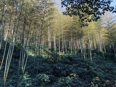 -紫金山索道-售票处