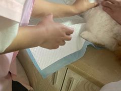 -小呆的宠物店·宠物售卖·宠物寄养(城西店)