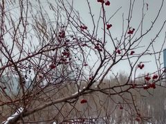 -小绿谷公园