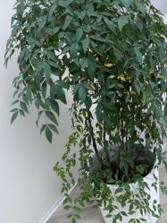 -HEYAN荷妍专业脱毛连锁机构