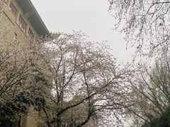 -武汉大学-樱园