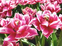 -洛阳郁金香牡丹园