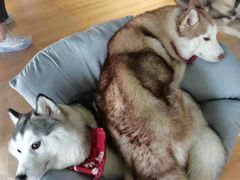 -Husky Go! 哈士奇体验馆·宠物咖啡厅狗咖