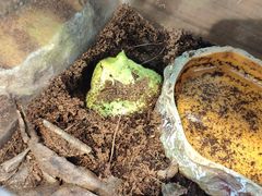 -酷以爬仙阁实体爬宠店·守宫·蜥蜴·专业繁育