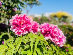 -曹州百花园
